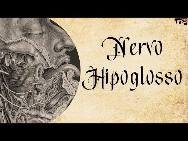 Nervo Hipoglosso | Prof. Eduardo Beber - Anatomia/UFES