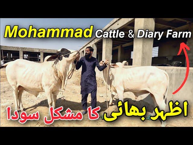 Mohammad Cattle and Diary Farm Gadap Town Sceheme 45 | @Shah_Times Chalo Phir