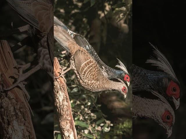 ¹⁷•⁵ Kalij Pheasant (Lophura leucomelanos) in Pheasant Family (Phasianidae)