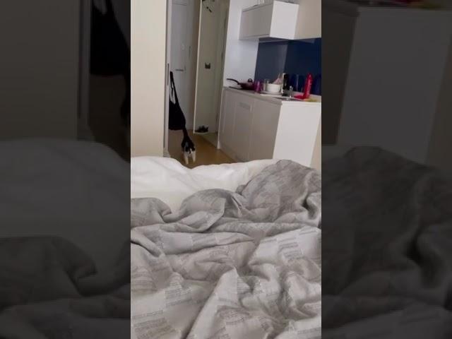 🫣#cat #cats #funny #funnycats #funnycats #fun #funnyvideo