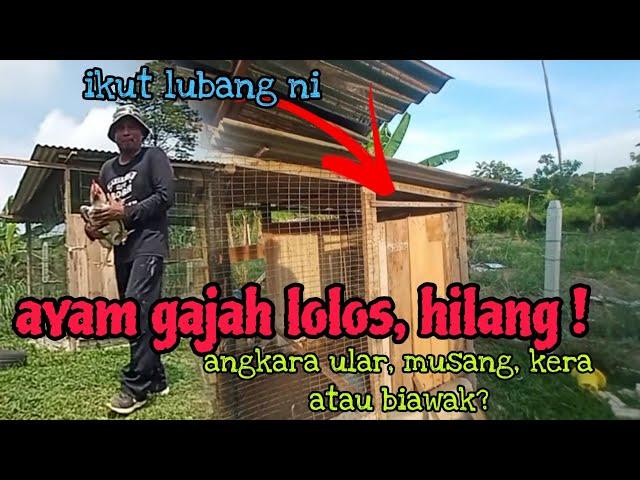 [Episod1144] ayam gajah hilang. menatang apa pulak yang mai ambek nii...