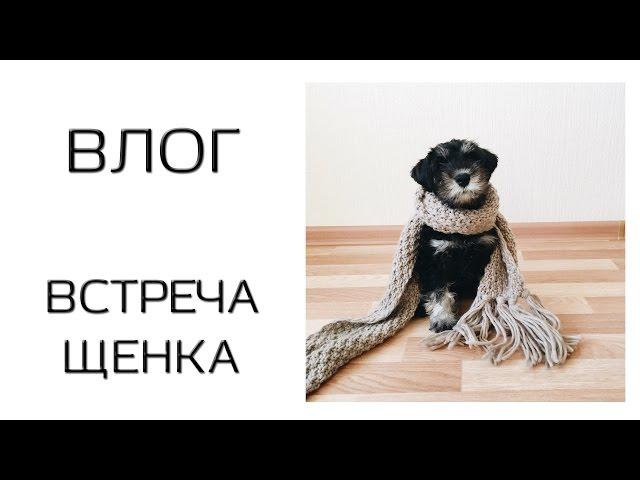 VLOG / Встреча щенка