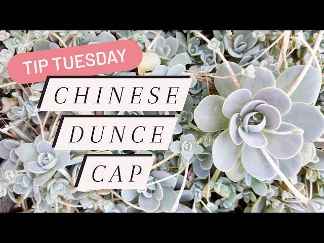 Tip Tuesday: Chinese Dunce Cap (Orostachys iwarenge var. boehmeri) 