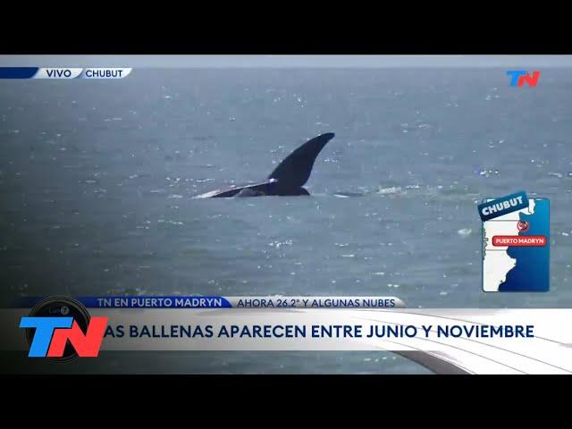 PUERTO MADRYN: Las ballenas se encuentran a tan sólo 30 metros de la costanera