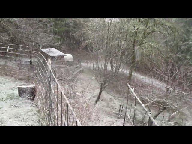 初雪 2025 First Snow #goatbarn #chickencoop #古箏 #guzheng #music #RichCat山羊居 #初雪 #guzhenglesson #snow