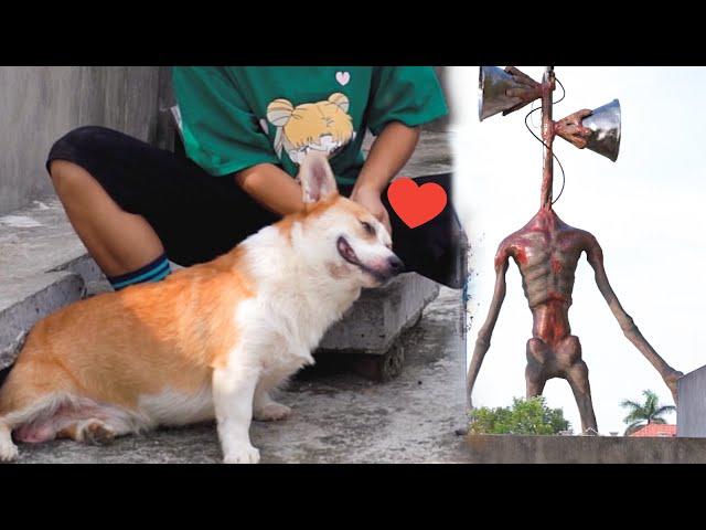 My Dog & Me VS Siren Head | Funny Short Film | SC GAME DG2T