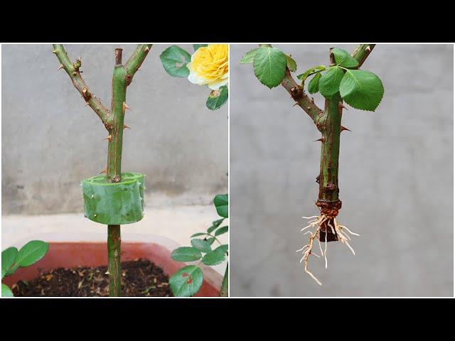 Surprised with how to propagate roses with aloe vera, very fast rooting