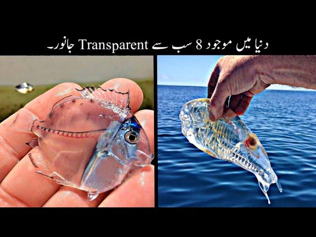 8 Most Transparent And Invisible Animals In The World Urdu | دنیا کے سب سے انوکھے جانور | Haider Tv