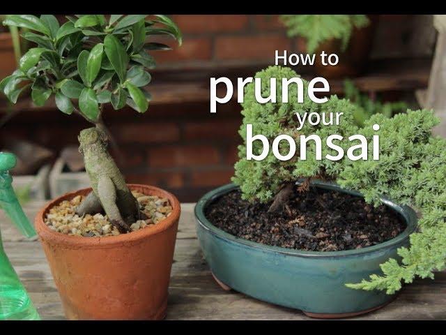 Bonsai Basics: How to Prune Your Bonsai