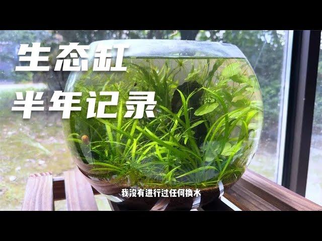 一个生态缸半年变化，无过滤器，生态缸不换水的秘密