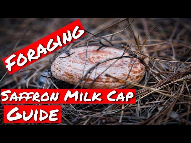 SAFFRON MILK CAP GUIDE (AKA LACTARIUS DELICIOSUS or PINE MUSHROOM)