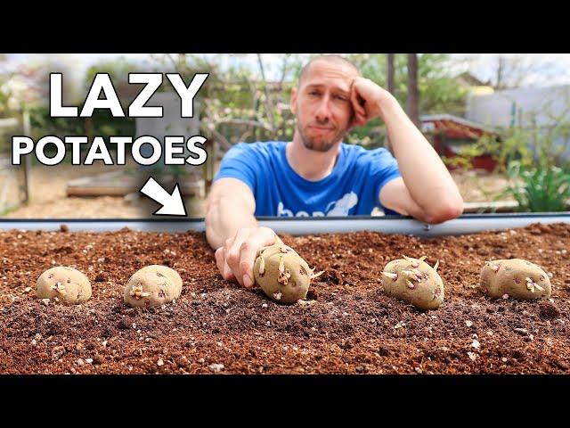 the lazy way to grow tons of potatoes...