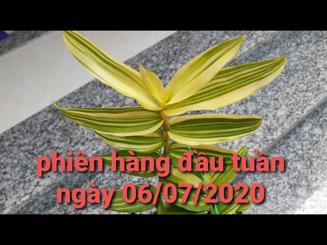 Lan phi điệp xổ số - phi điệp lá kẻ phát tài - 0867487638 - hoa lan đất việt