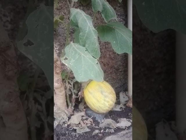 Biggest yellow brinjal in the world