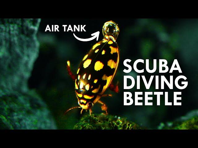 Diving Beetles Are All Natural Scuba Divers