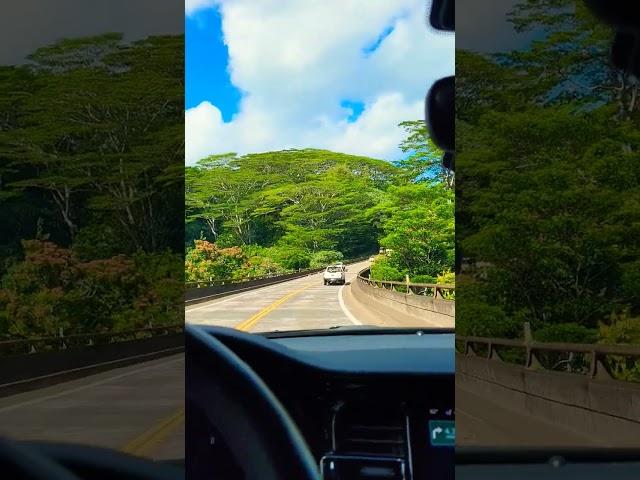 Driving in the jungle! #jungle #driving #vacation