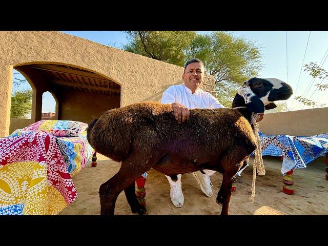 3 HOURS OF COOKING A WHOLE 30 KG OF LAMB | THE MOST DELICIOUS DUM PUKHT | Village Food Secrets