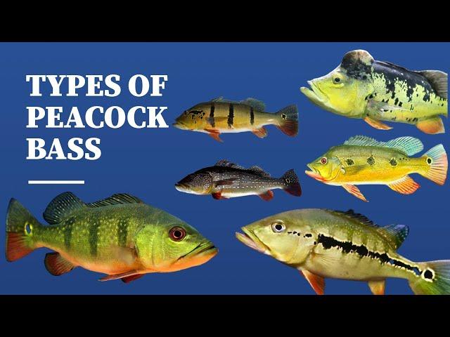 TYPES OF PEACOCK BASS