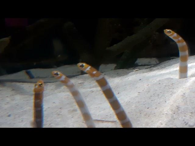 Splendid Garden Eel (Gorgasia preclara)