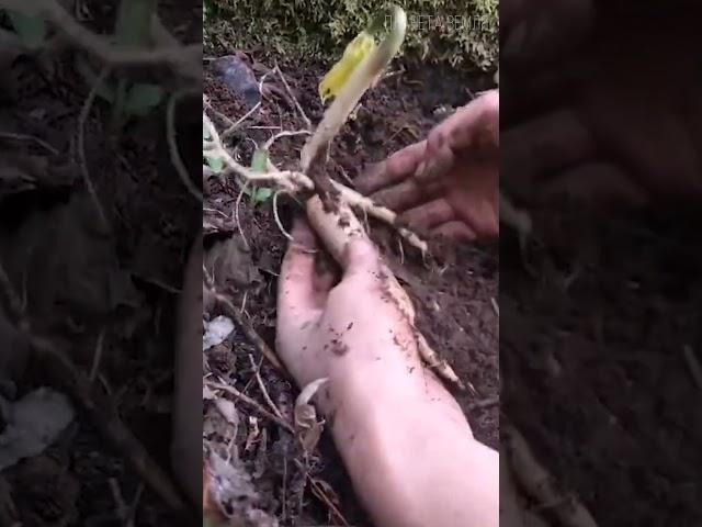 Ginseng: A concentrate of longevity and health