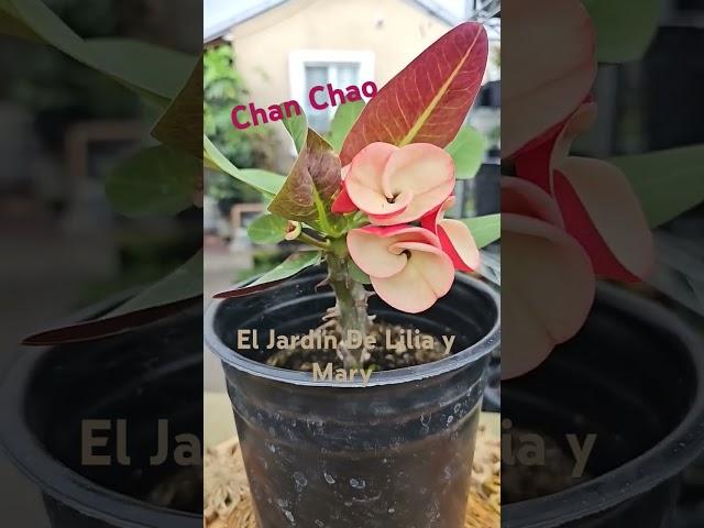 Chan Chao #coronasdecristo #euphorbia #plantas ##crownofthorns