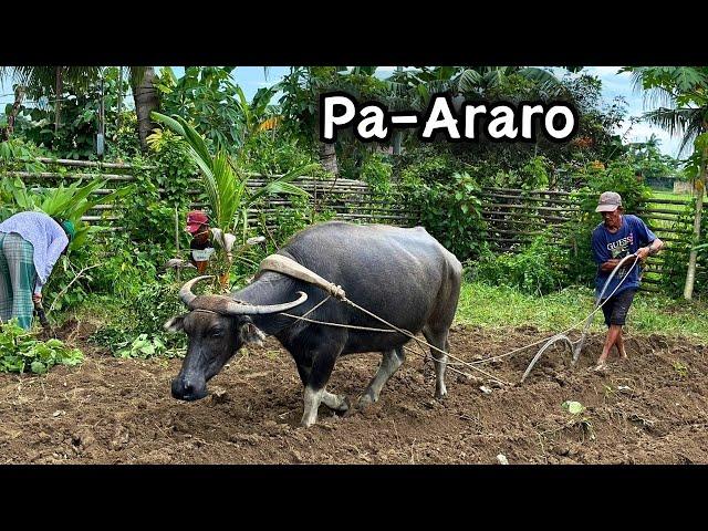 Nagpa-Araro sa Bukid at nagsuyod! malawak pala ang Farm | BUHAY PROBINSYA | TRADITIONAL FARMING