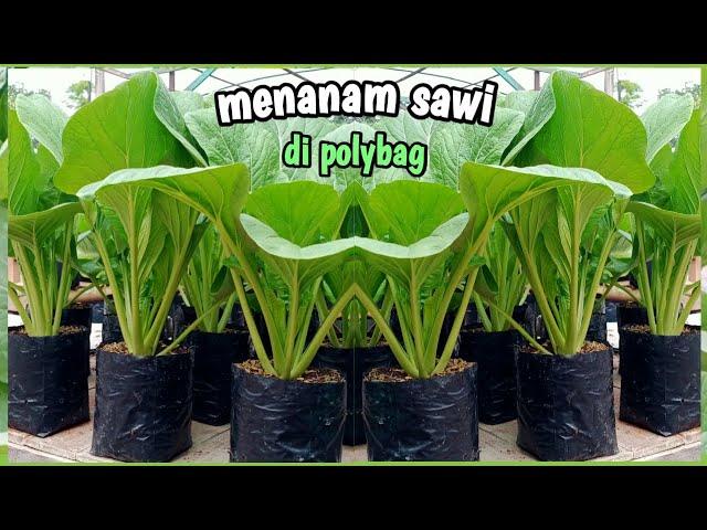 menanam sawi di polybag |semai sampai panen|