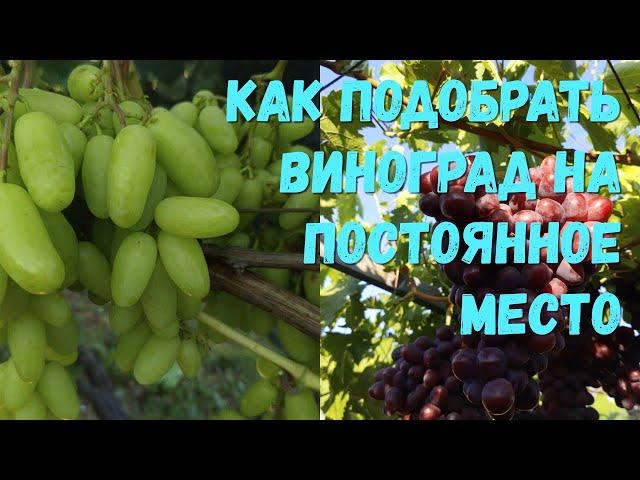 Как подобрать виноград на постоянное место.