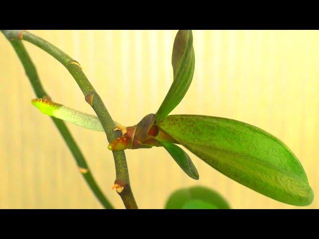 Reproduction of Phalaenopsis orchids. How to grow an Orchid Baby on a CUT Peduncle? Very EASY ... 