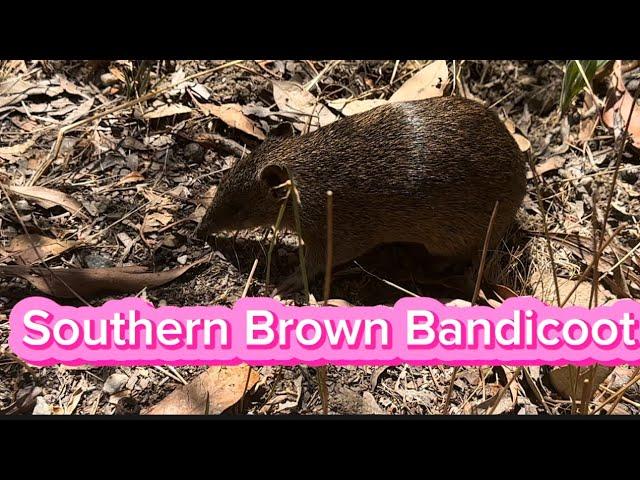 This is the Endangered Southern Brown Bandicoot! In the Wilderness!!! I had its identity confirmed!