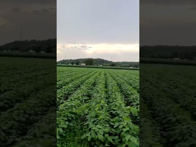 Soybean Starter Trials at Black Earth, Wisconsin June 2021