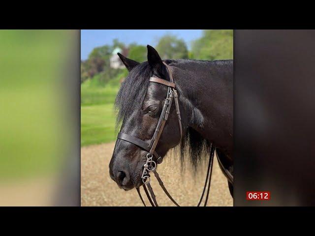 Queen Elizabeth II (1926 - 2022) - New photo of Queen's fell pony Emma (19) (UK) 09/10/22