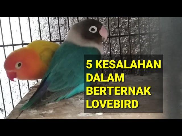 5 KESALAHAN DALAM BERTERNAK BURUNG LOVEBIRD