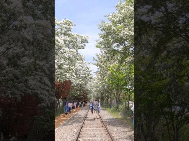 꼭 가봐야 할 이팝나무길 명소 White fringe trees spot. Spring season Korea travel.