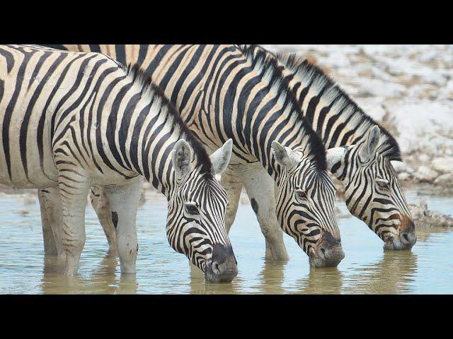 Zebra of the savannah