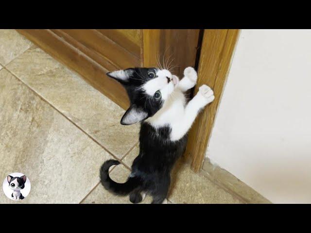 A cute rescued kitten talking to open the door suddenly changes when eating food!