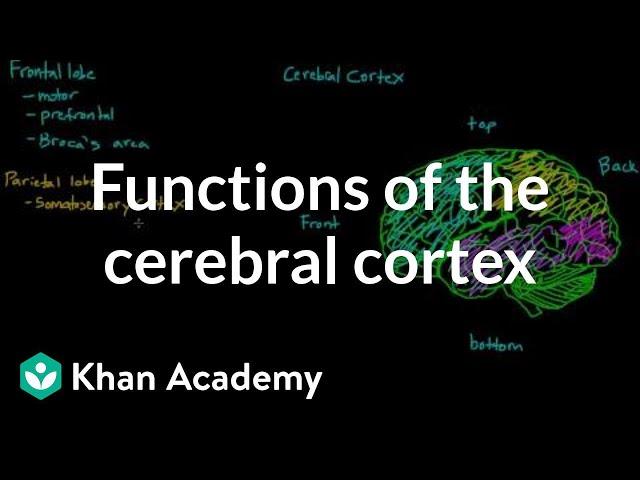 Overview of the functions of the cerebral cortex