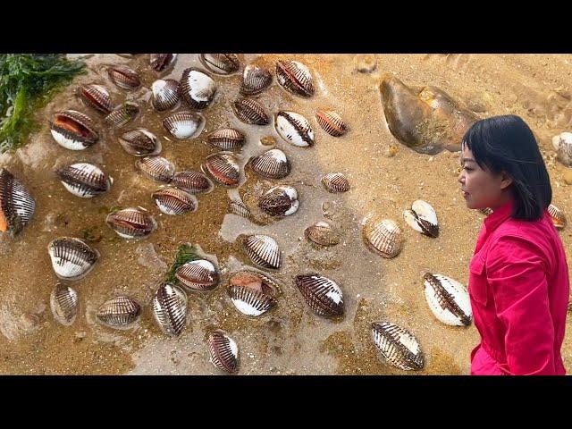 [ENG SUB] Xiao Zhang rushed to the sea  a large nest of blood clams was densely packed  and many oc