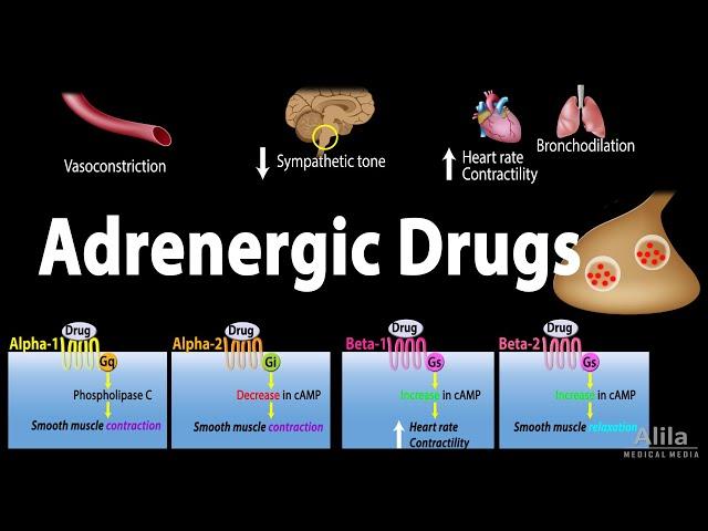 Adrenergic Drugs - Pharmacology, Animation