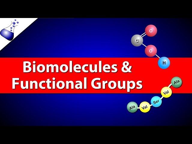 Biomolecules and Functional Groups