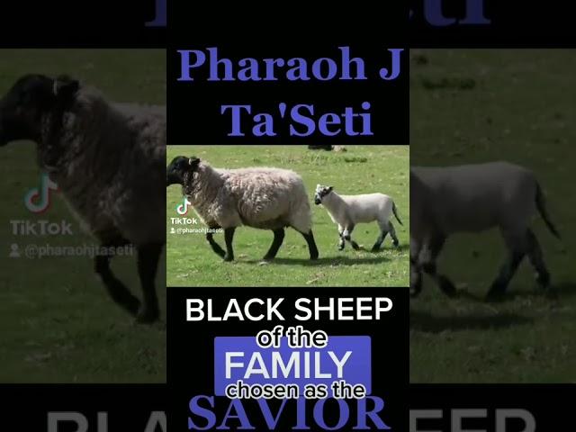 Black Sheep of the Family chosen as the Savior