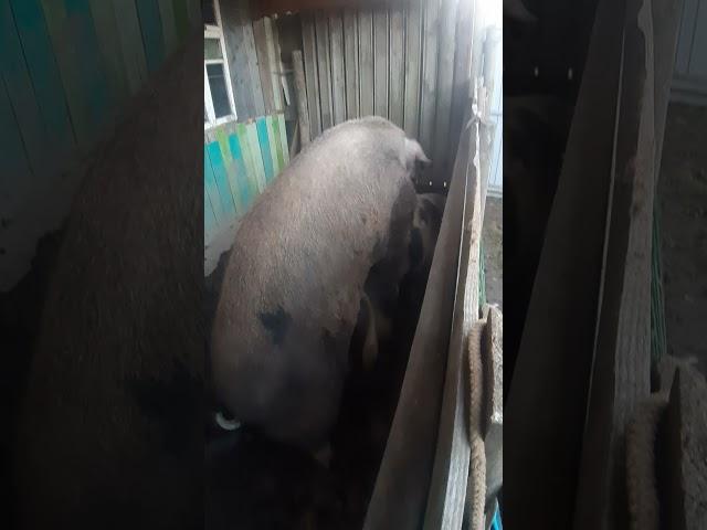 pig in hunting, covering pigs