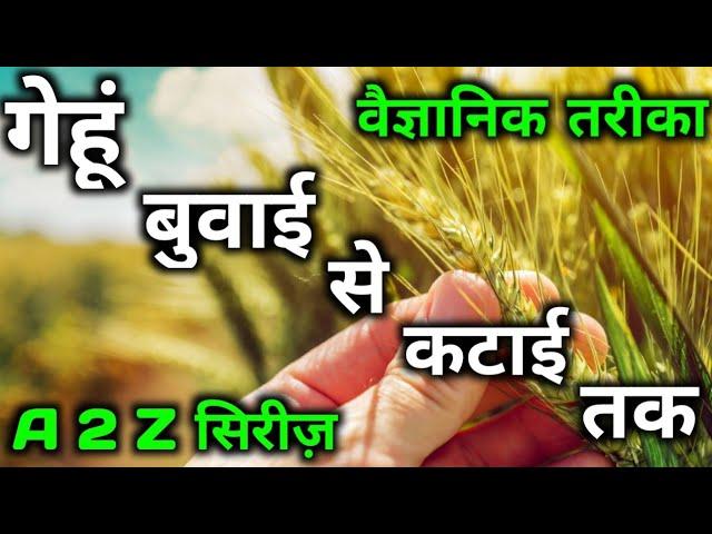 गेंहू की खेती wheat farming fertilizer watering herbicide insecticide fungicide hormone good profit