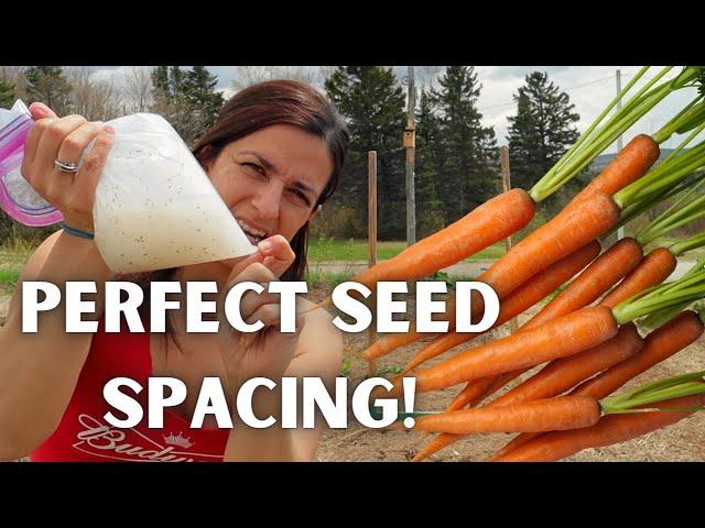 Sowing Carrots in Cornstarch for great germination no thinning and prevent seed waste