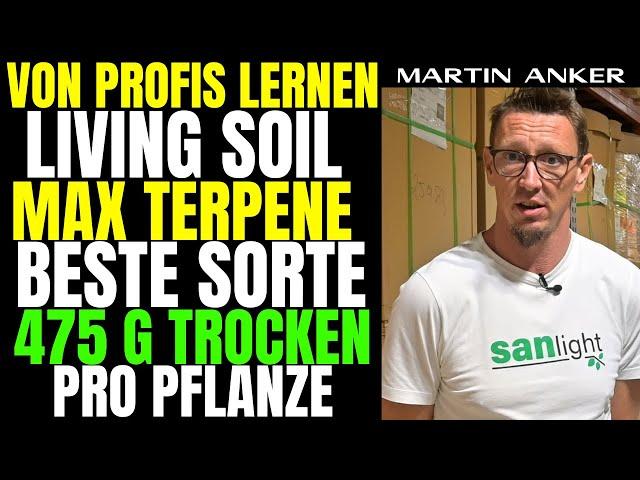 Cannabis Experte über Living Soil Wasserstress mehr Terpen Geheimtipps 3 Pflanzen Anbauen SANlight