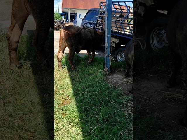 brahman bull, beautifull cow #shorts #animals #cowvideos #viralvideo