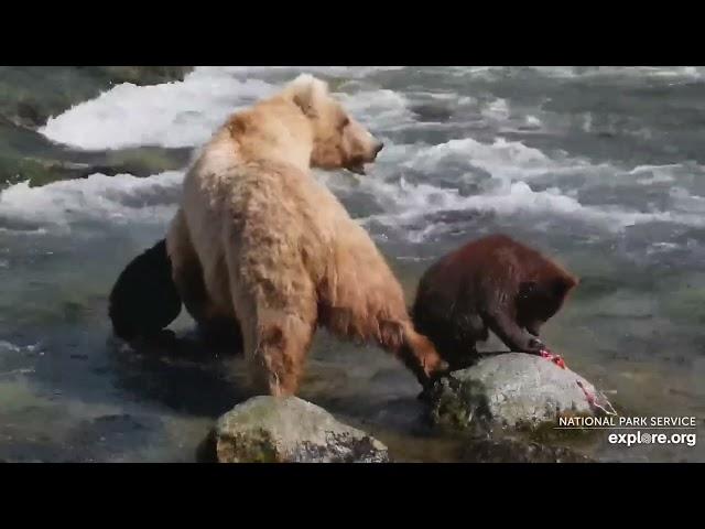 240719 128Grazer & 2 Spring Cubs in River -Katmai National Park (explore.org 1641)