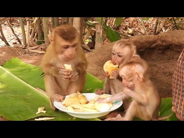 Happy kley monkey and Avatar baby are waiting for mom to share the fruit they want to eat