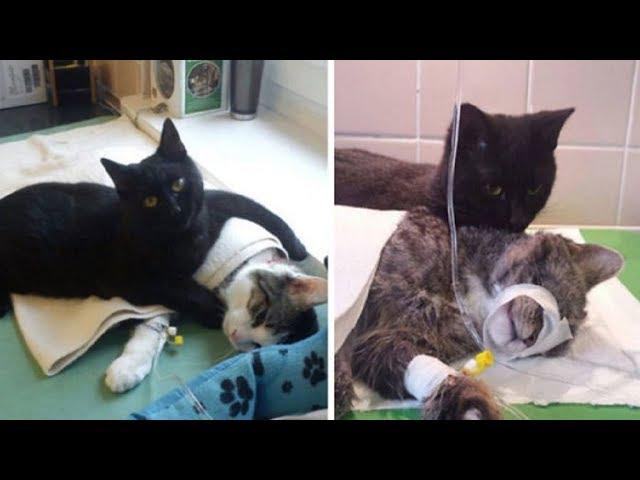 Loving Nurse Cat From Poland Gently Looks After Other Animals At Animal Shelter