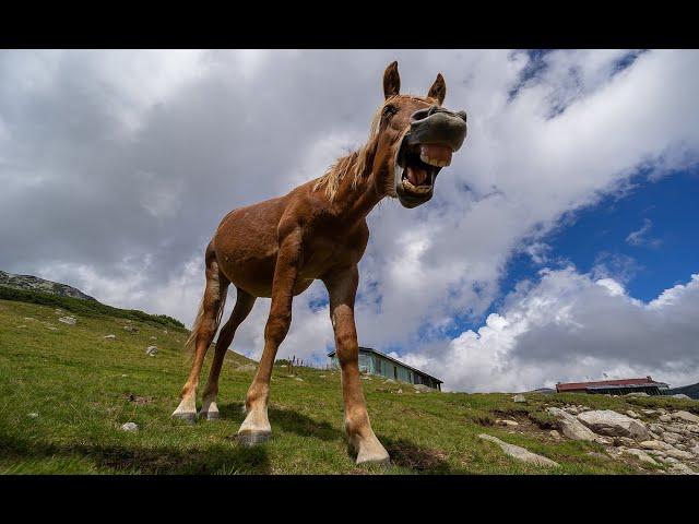 Rila mountain horses